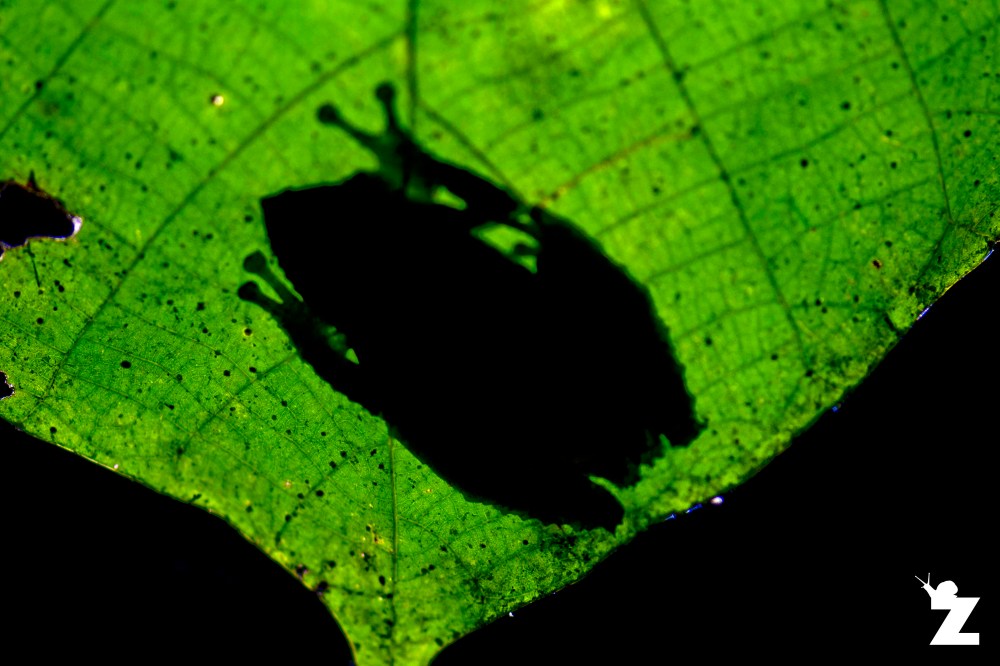 Kurixalus appendiculatus [FRILLED-TREE FROG] Sabah, Borneo 10-10-2017