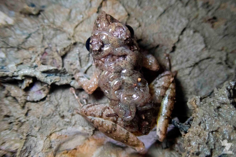 Limnonectes finchi [ROUGH GUARDIAN FROG], Sabah, Borneo 12-10-2017