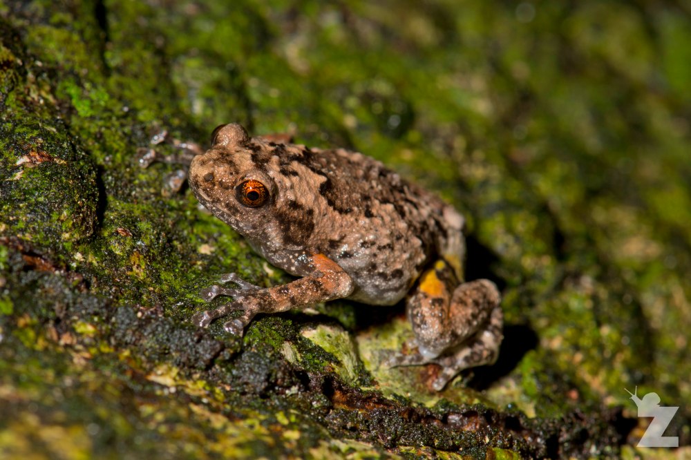Metaphrynella sundana [BORNEAN TREE-HOLE FROG] Sabah, Borneo 06-10-2017