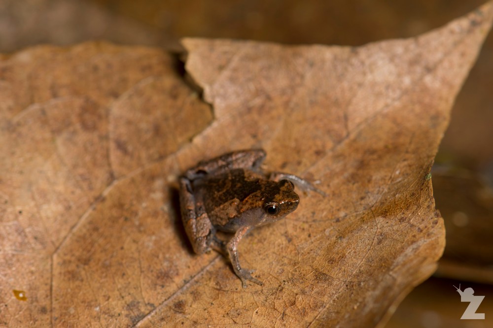 Microhyla perparva [LEAST NARROW-MOUTHED FROG] Sabah, Borneo 09-10-2017