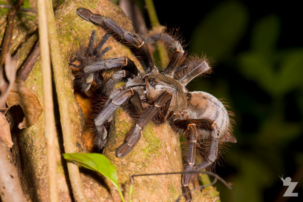Phormingochilus sp [Tarantula] Sabah, Borneo 11-10-2017