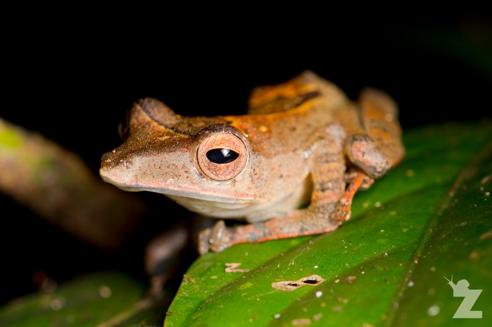 Polypedates colletti [COLLETT'S TREE FROG] Sabah, Borneo 08-10-2017