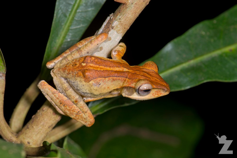 Polypedates leucomystax [FOUR-LINED TREE FROG] Sabah, Borneo 08-10-2017