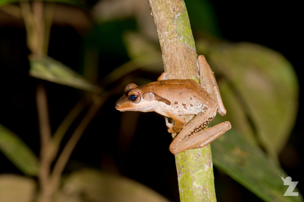 Polypedates macrotis [DARK-EARED TREE FROG] Sabah, Borneo 10-10-2017