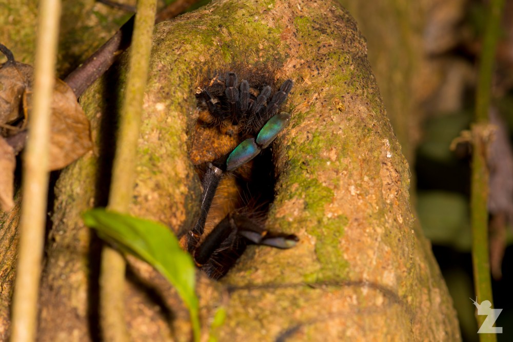 Theraphosidae [Tarantula] Sabah, Borneo 11-10-2017 (10).jpg