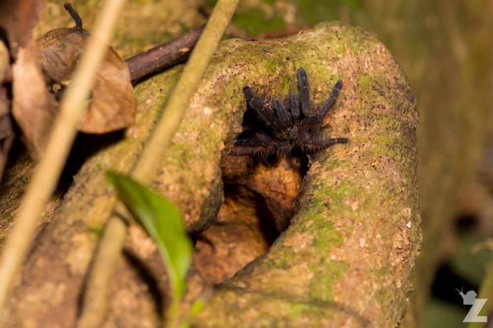 Theraphosidae [Tarantula] Sabah, Borneo 11-10-2017 (2).jpg