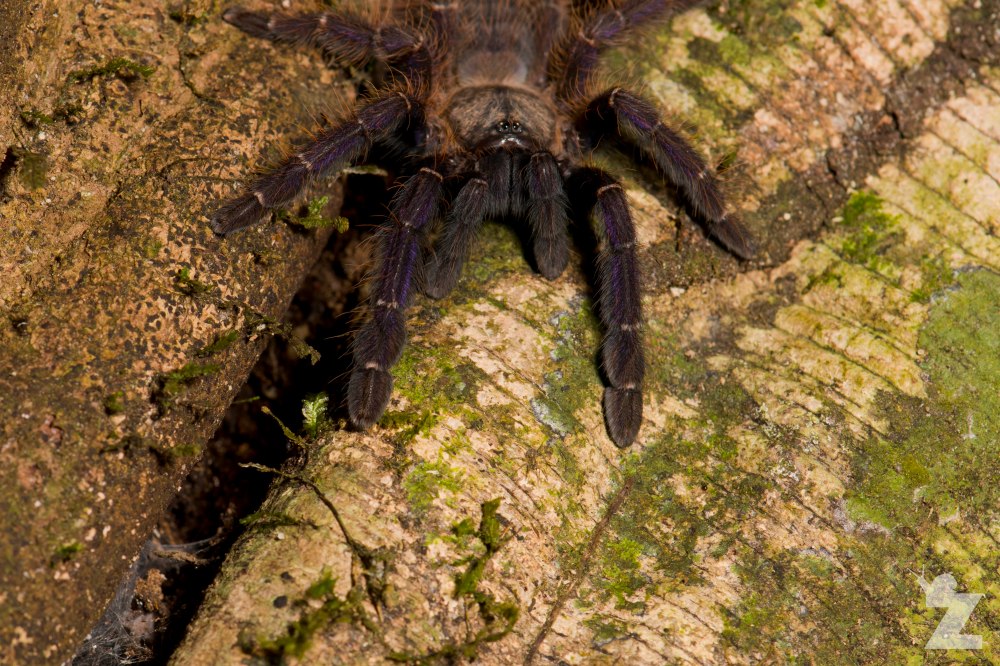 Theraphosidae [Tarantula] Sabah, Borneo 11-10-2017 (6).jpg