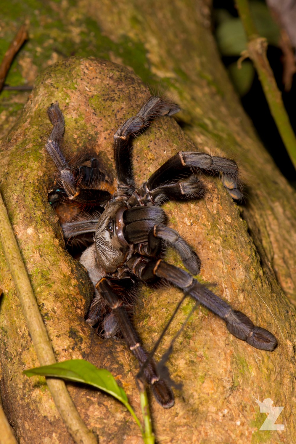 Theraphosidae [Tarantula] Sabah, Borneo 11-10-2017 (9).jpg