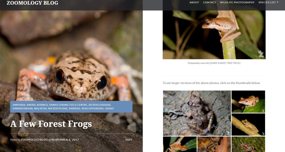 Zoomology Forest Frogs