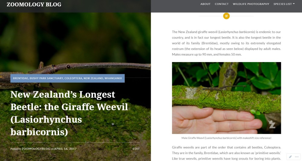 Zoomology Giraffe Weevil