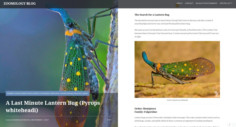 Zoomology Lantern Bug Post.jpg