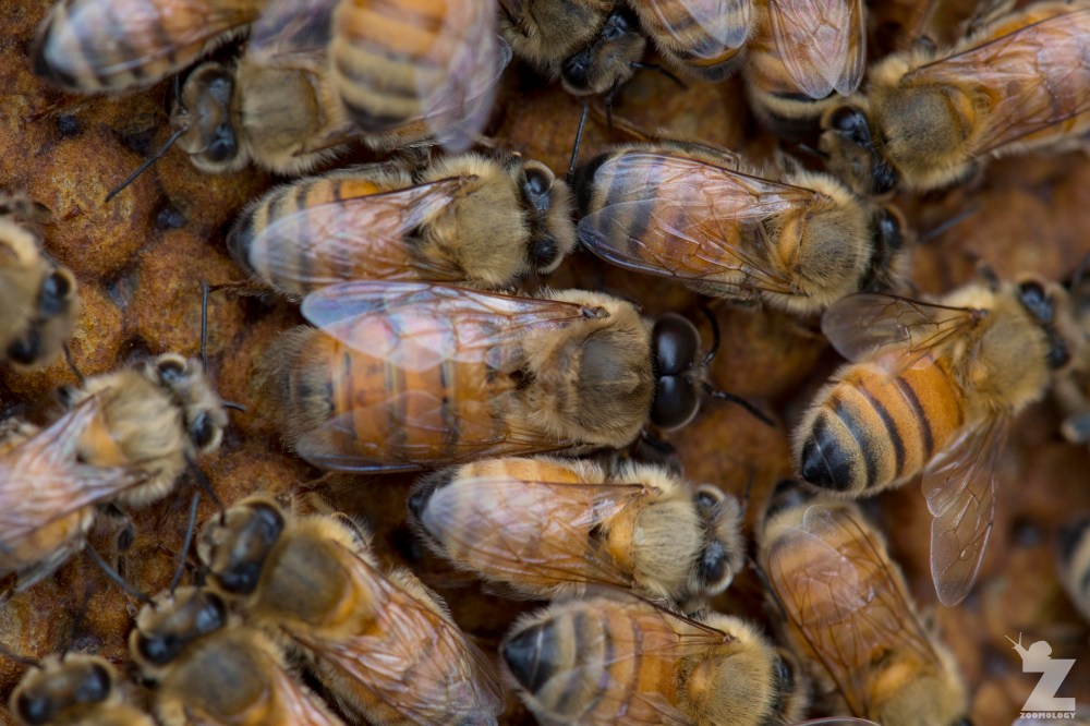 Apis mellifera [DRONE HONEY BEE] Manawatu, New Zealand 02-11-2017.jpg