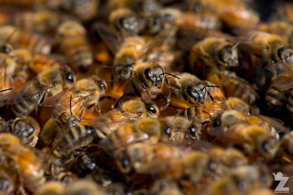 Apis mellifera [WORKER HONEY BEE] Manawatu, New Zealand 02-11-2017 (2)