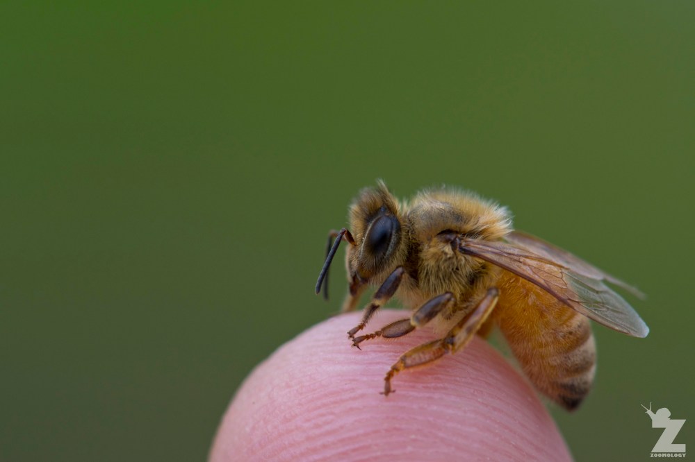 Apis mellifera [WORKER HONEY BEE] Manawatu, New Zealand 02-11-2017.jpg