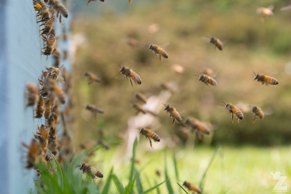 Bees coming and going from the hive (2).jpg