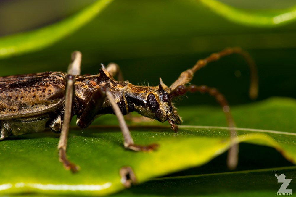 Blosyropus spinosus [SPINY LONG HORN BEETLE] Bushy Park, New Zealand 24-11-2017 (1)