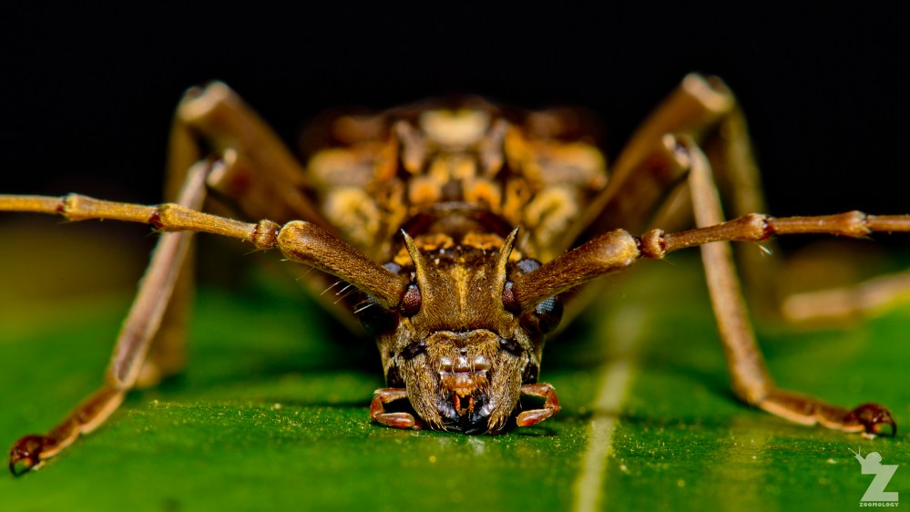 Blosyropus spinosus [SPINY LONG HORN BEETLE] Bushy Park, New Zealand 24-11-2017 (2)