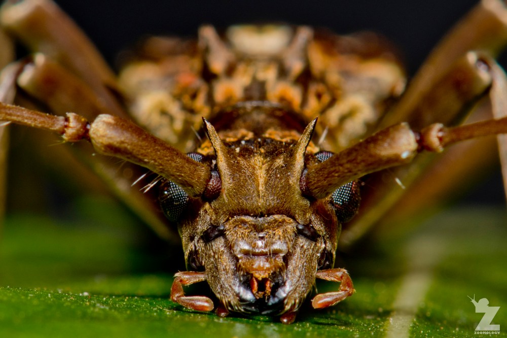 Blosyropus spinosus [SPINY LONG HORN BEETLE] Bushy Park, New Zealand 24-11-2017 (3)