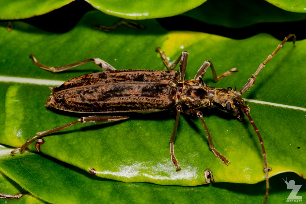 Blosyropus spinosus [SPINY LONG HORN BEETLE] Bushy Park, New Zealand 24-11-2017 (4)