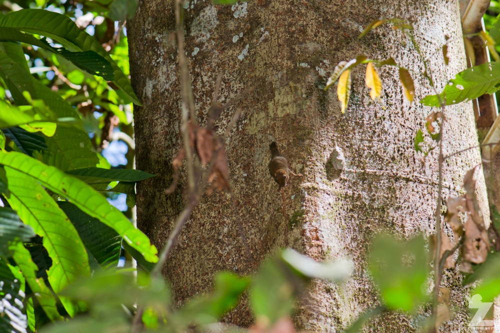 Exilisciurus exilis [LEAST PYGMY SQUIRREL] Sabah, Borneo 12-10-2017 (2).jpg