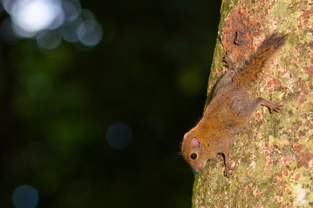 Exilisciurus exilis [LEAST PYGMY SQUIRREL] Sabah, Borneo 12-10-2017 (4)