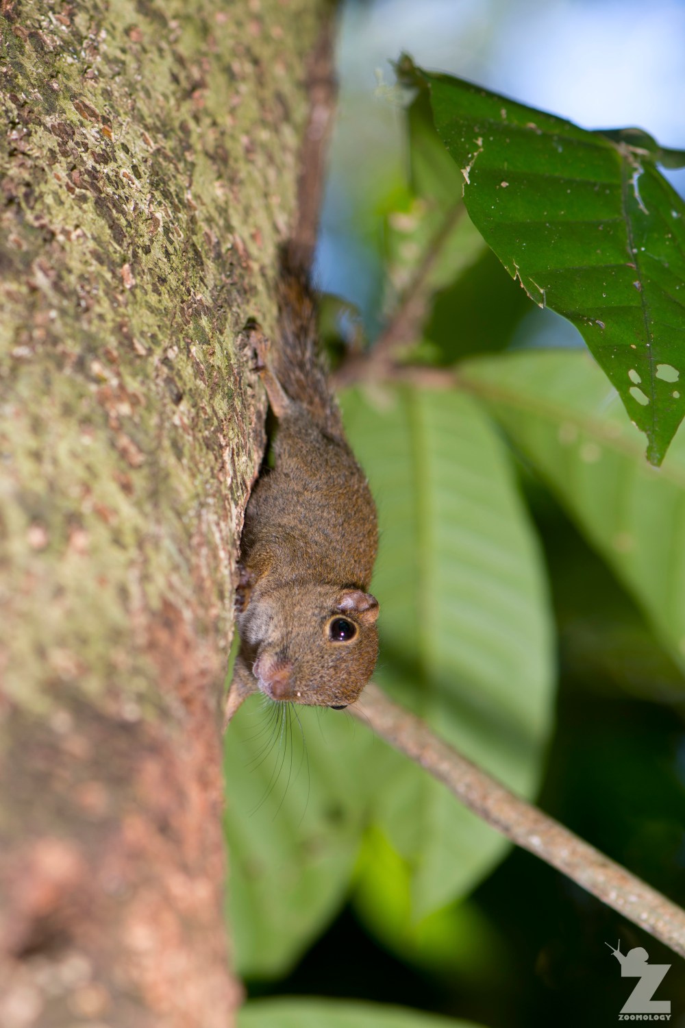 Exilisciurus exilis [LEAST PYGMY SQUIRREL] Sabah, Borneo 12-10-2017 (9)