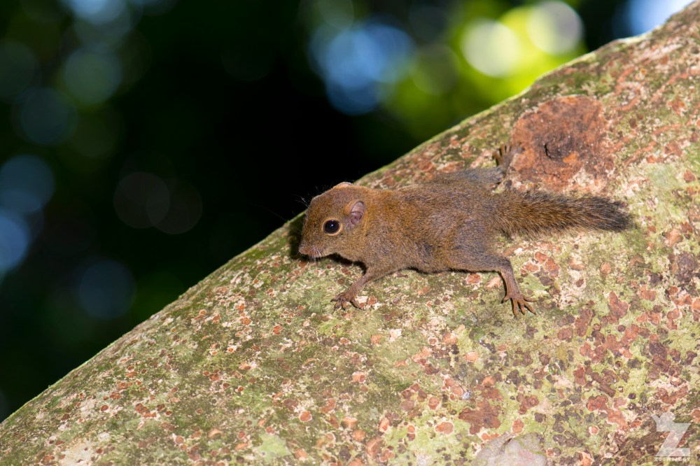 Exilisciurus exilis [LEAST PYGMY SQUIRREL] Sabah, Borneo 12-10-2017.jpg