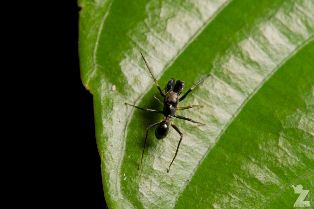 Myrmarachne sp. [ANT MIMICKING JUMPING SPIDER] Sabah, Borneo 10-10-2017 (3).jpg
