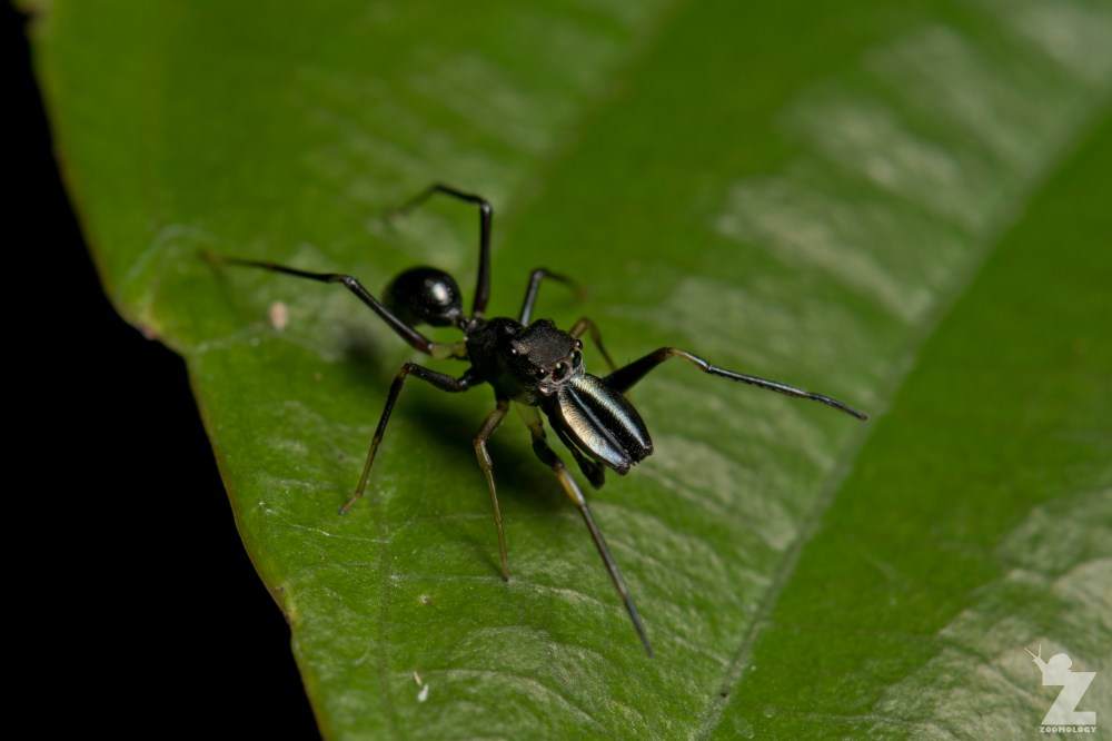 Myrmarachne sp. [ANT MIMICKING JUMPING SPIDER] Sabah, Borneo 10-10-2017 (5)