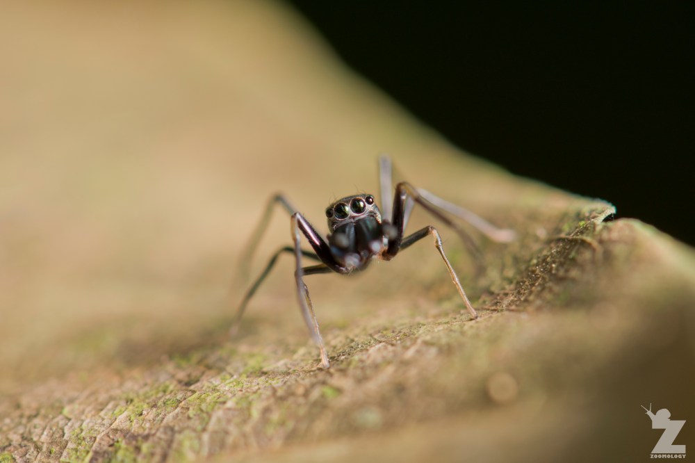 Myrmarachne sp. [ANT MIMICKING JUMPING SPIDER] Sabah, Borneo 10-10-2017 (6).jpg