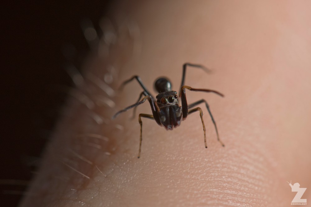 Myrmarachne sp. [ANT MIMICKING JUMPING SPIDER] Sabah, Borneo 10-10-2017