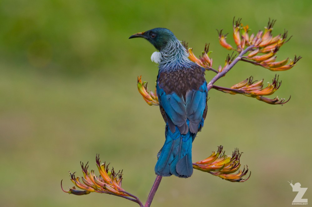 Prosthemadera novaeseelandiae [TUI] Whanganui, New Zealand 16-11-2017 (1).jpg
