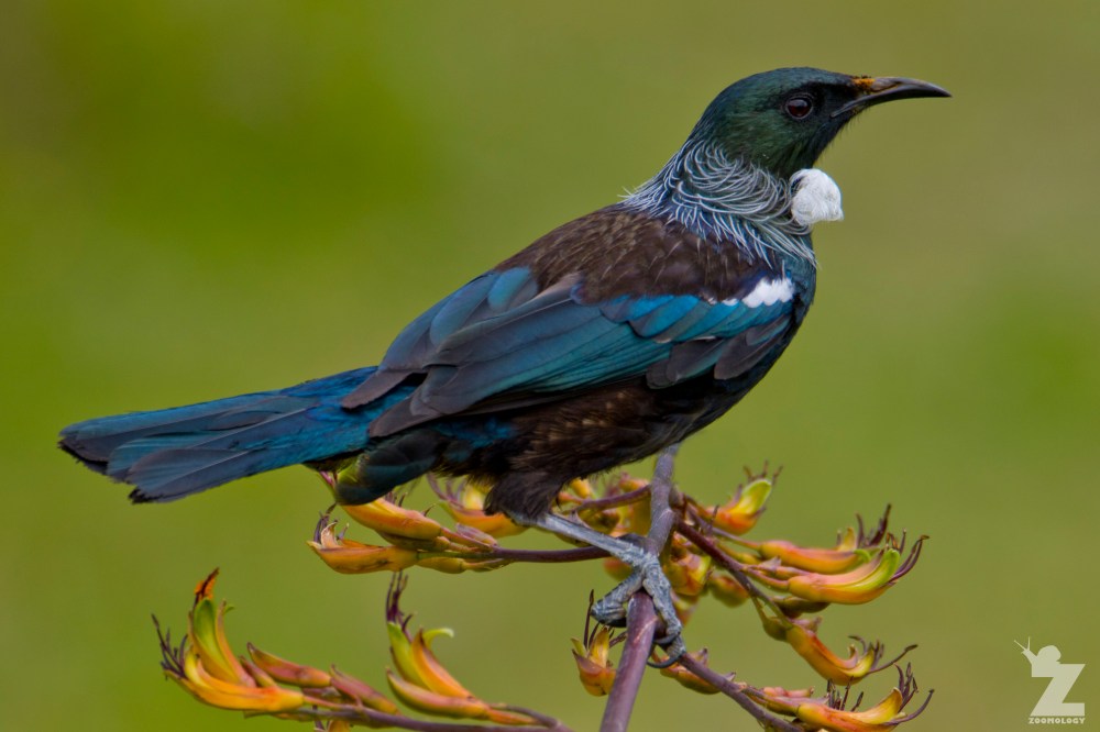 Prosthemadera novaeseelandiae [TUI] Whanganui, New Zealand 16-11-2017 (2).jpg