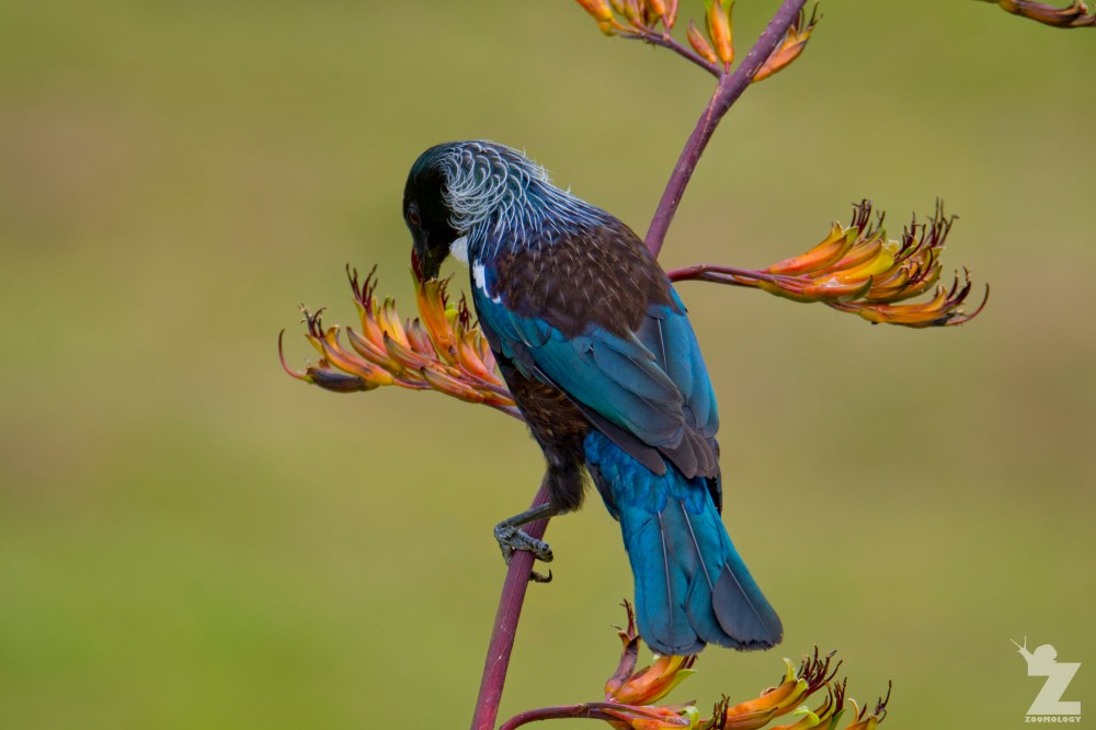 Prosthemadera novaeseelandiae [TUI] Whanganui, New Zealand 16-11-2017 (4)