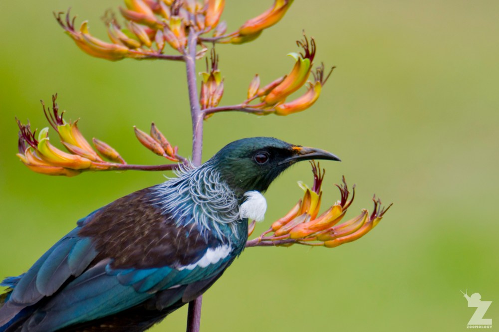 Prosthemadera novaeseelandiae [TUI] Whanganui, New Zealand 16-11-2017 (5)