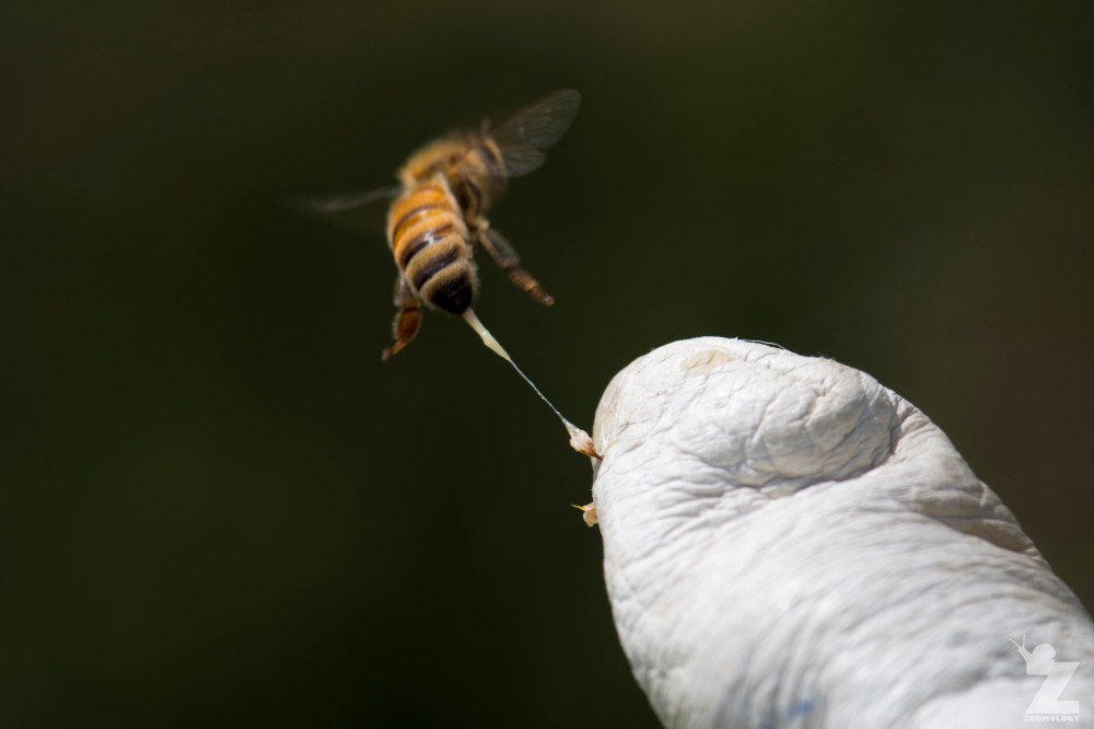 Stung in the glove.jpg