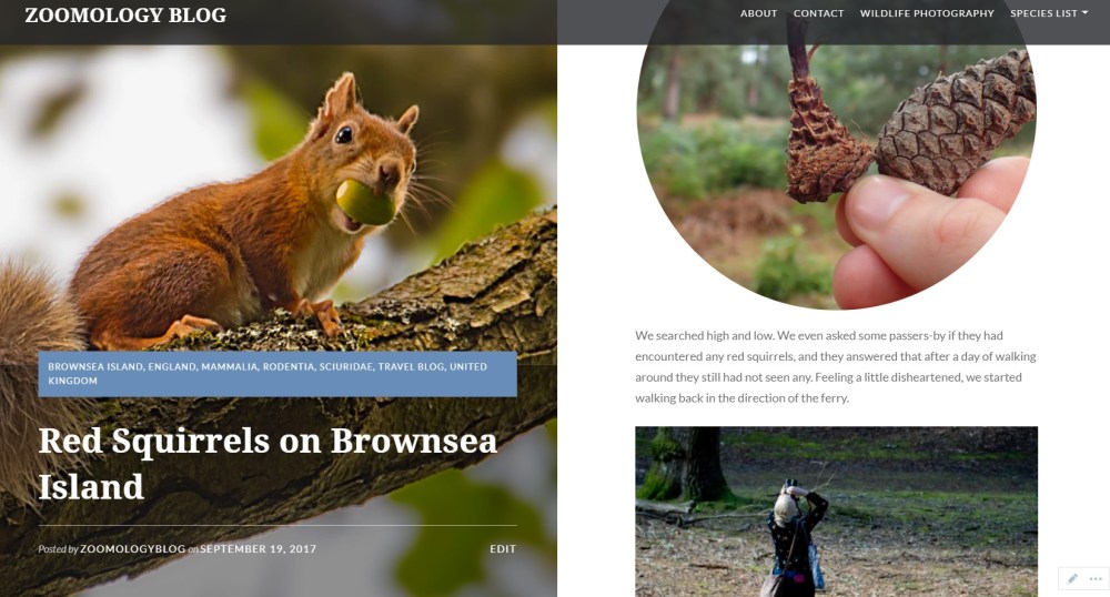 Zoomology Red Squirrels