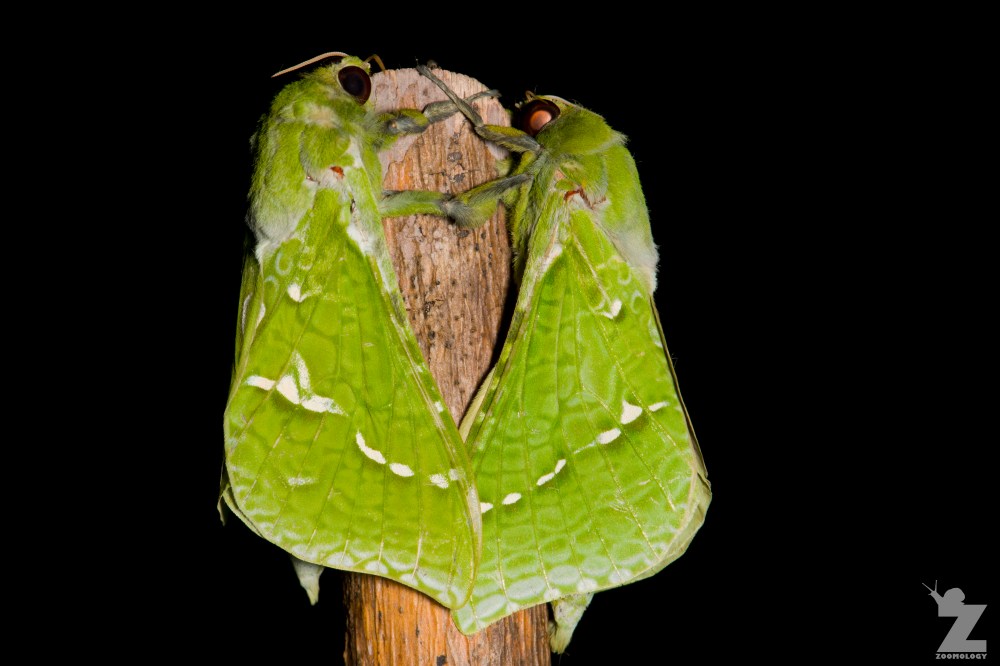 Aenetus virescens [PURIRI MOTH ♂] Whareroa, New Zealand 21-10-2017 (3)
