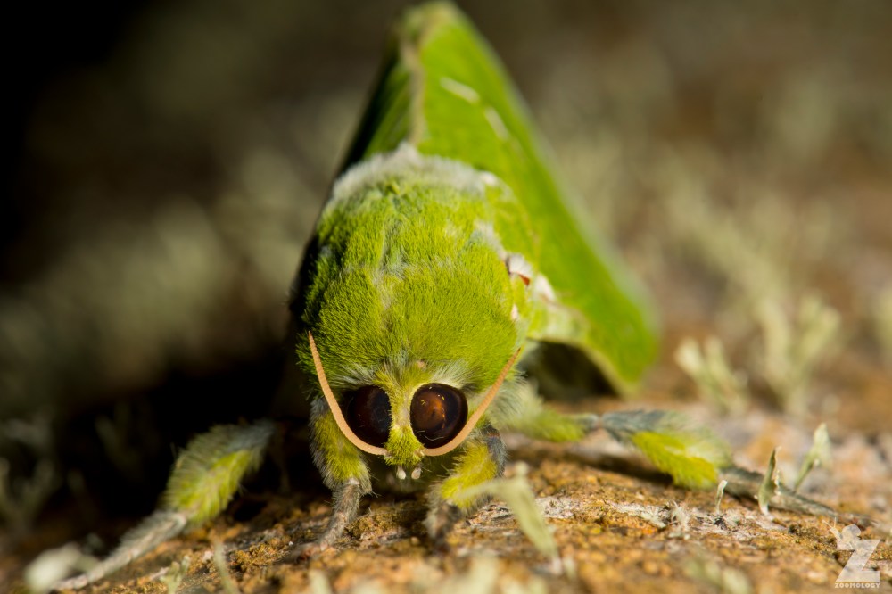 Aenetus virescens [PURIRI MOTH ♂] Whareroa, New Zealand 21-10-2017 (5)