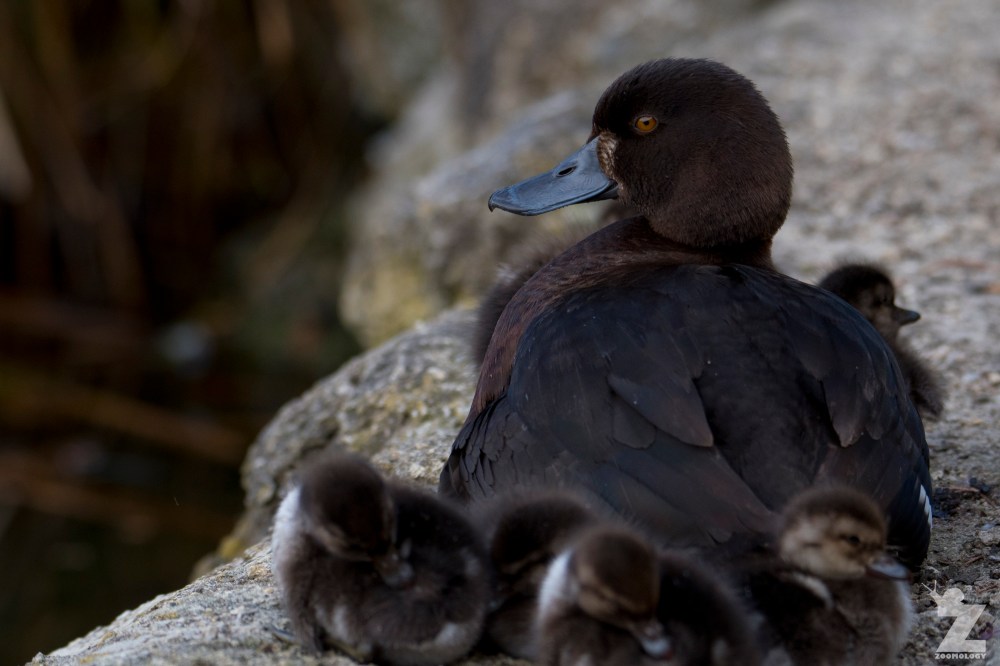Aythya novaeseelandiae [NEW ZEALAND SCAUP ♀] Virginia Lake, New Zealand 05-11-2017 (5)