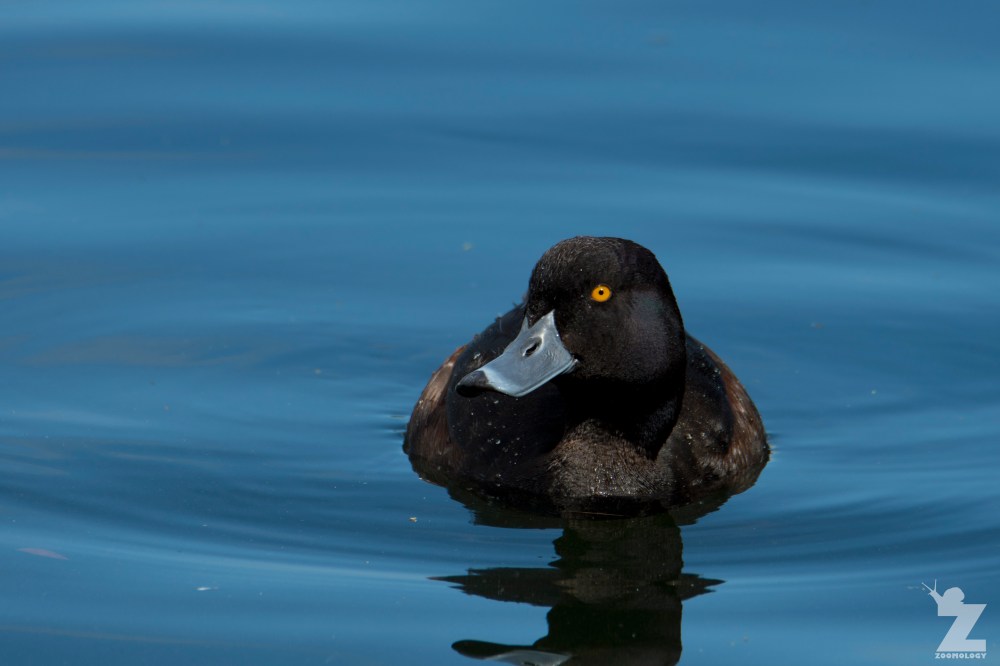Aythya novaeseelandiae [NEW ZEALAND SCAUP ♂] Virginia Lake, New Zealand 05-11-2017 (7)