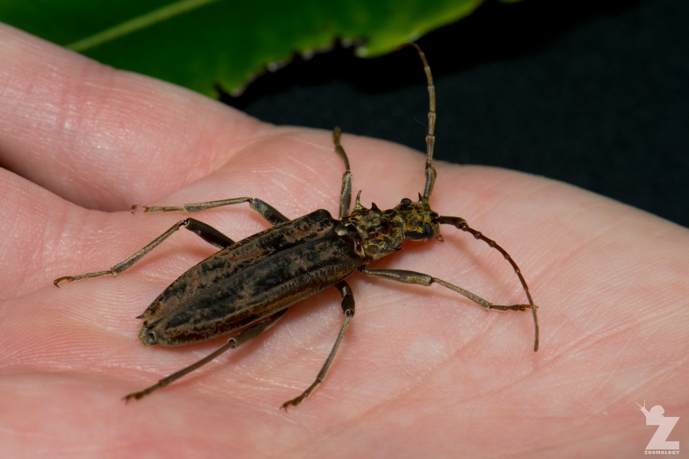Blosyropus spinosus [SPINY LONG HORN BEETLE] Bushy Park, New Zealand 24-11-2017 (5)