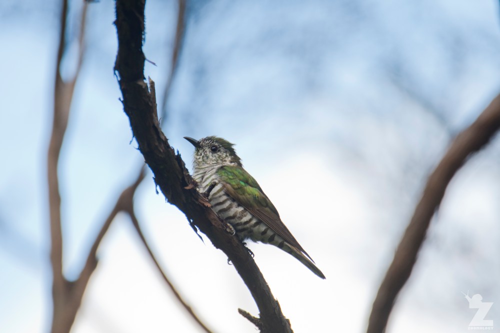 Chrysococcyx lucidus [SHINING CUCKOO] Ruatiti, New Zealand 05-01-2018 (14)