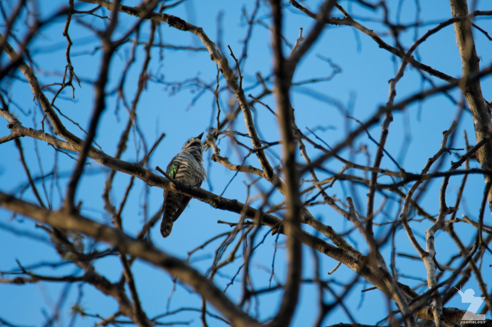 Chrysococcyx lucidus [SHINING CUCKOO] Ruatiti, New Zealand 05-01-2018 (16)