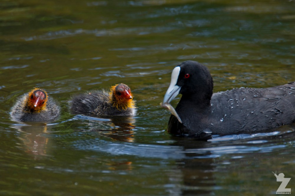 Fulica atra australis [AUSTRALIAN COOT] Virginia Lake, New Zealand 05-11-2017 (4)