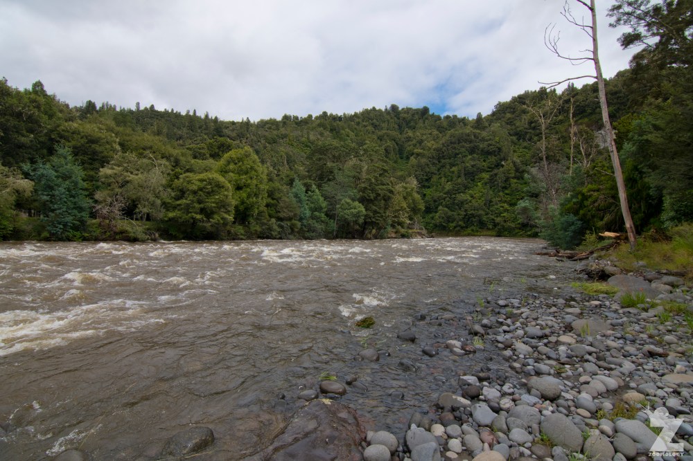 Hymenolaimus malacorhynchos [WHIO] Ruatiti, New Zealand 05-01-18 (2)
