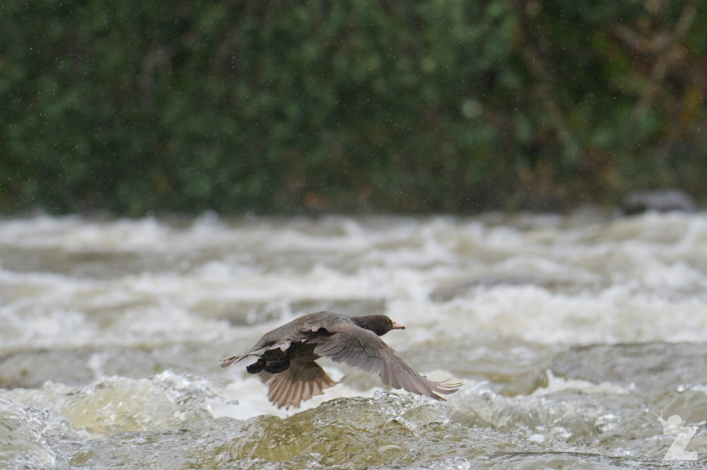 Hymenolaimus malacorhynchos [WHIO] Ruatiti, New Zealand 05-01-18 (21)