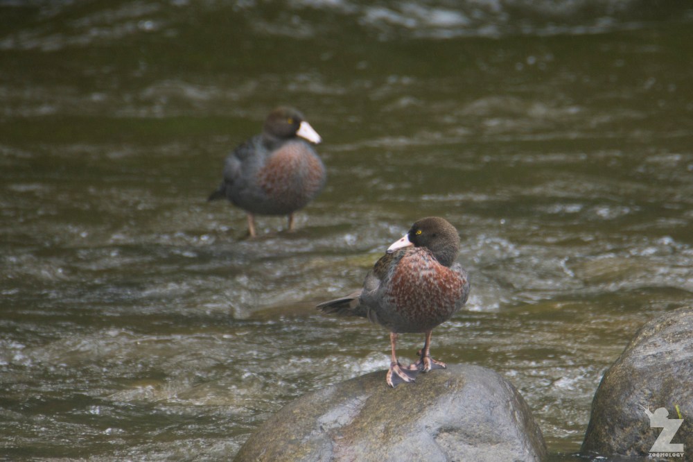 Hymenolaimus malacorhynchos [WHIO] Ruatiti, New Zealand 05-01-18 (22)