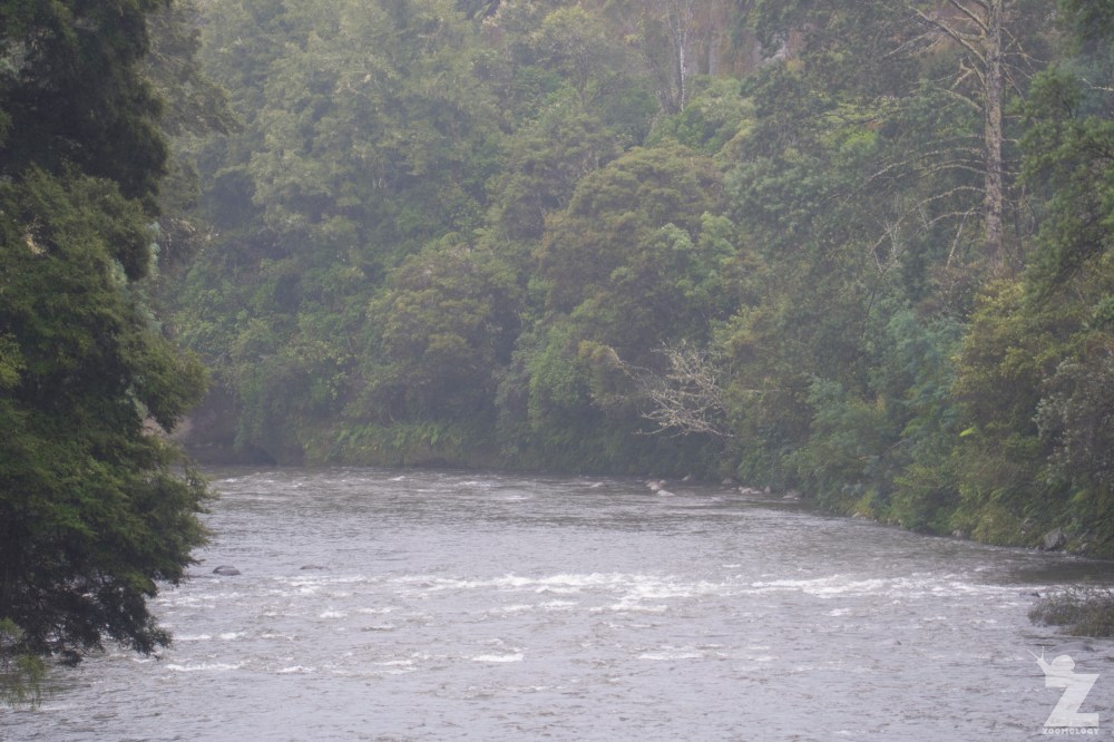 Hymenolaimus malacorhynchos [WHIO] Ruatiti, New Zealand 05-01-18 (24)