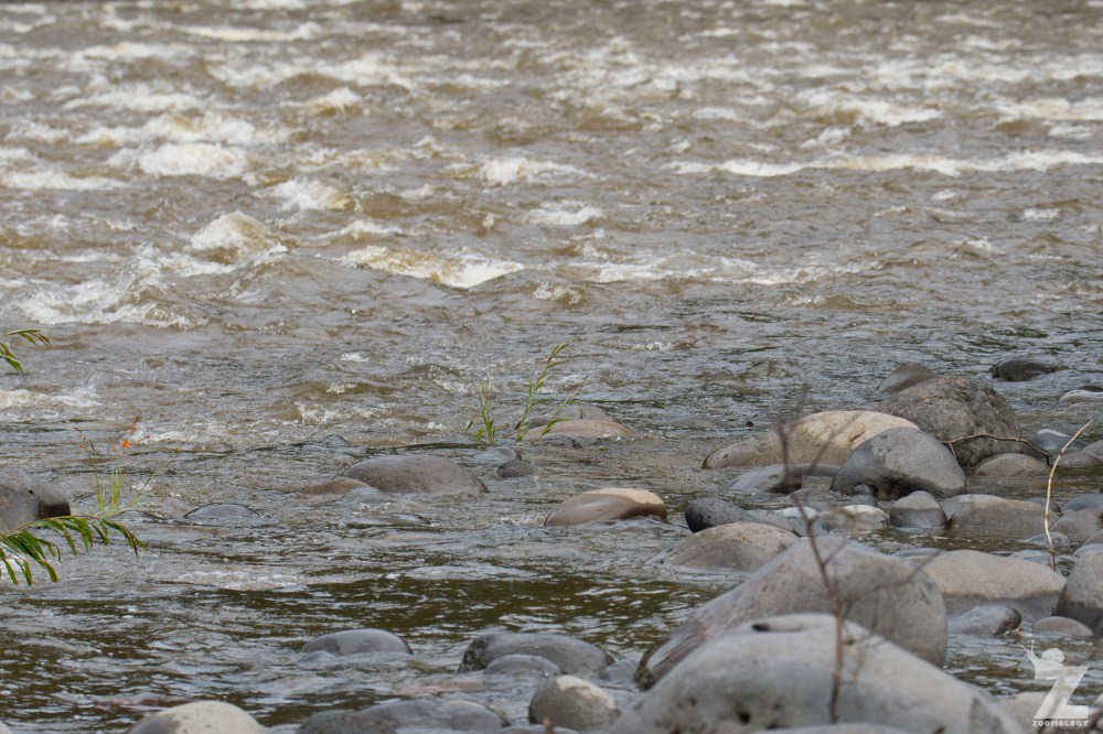 Hymenolaimus malacorhynchos [WHIO] Ruatiti, New Zealand 06-01-18 (27)